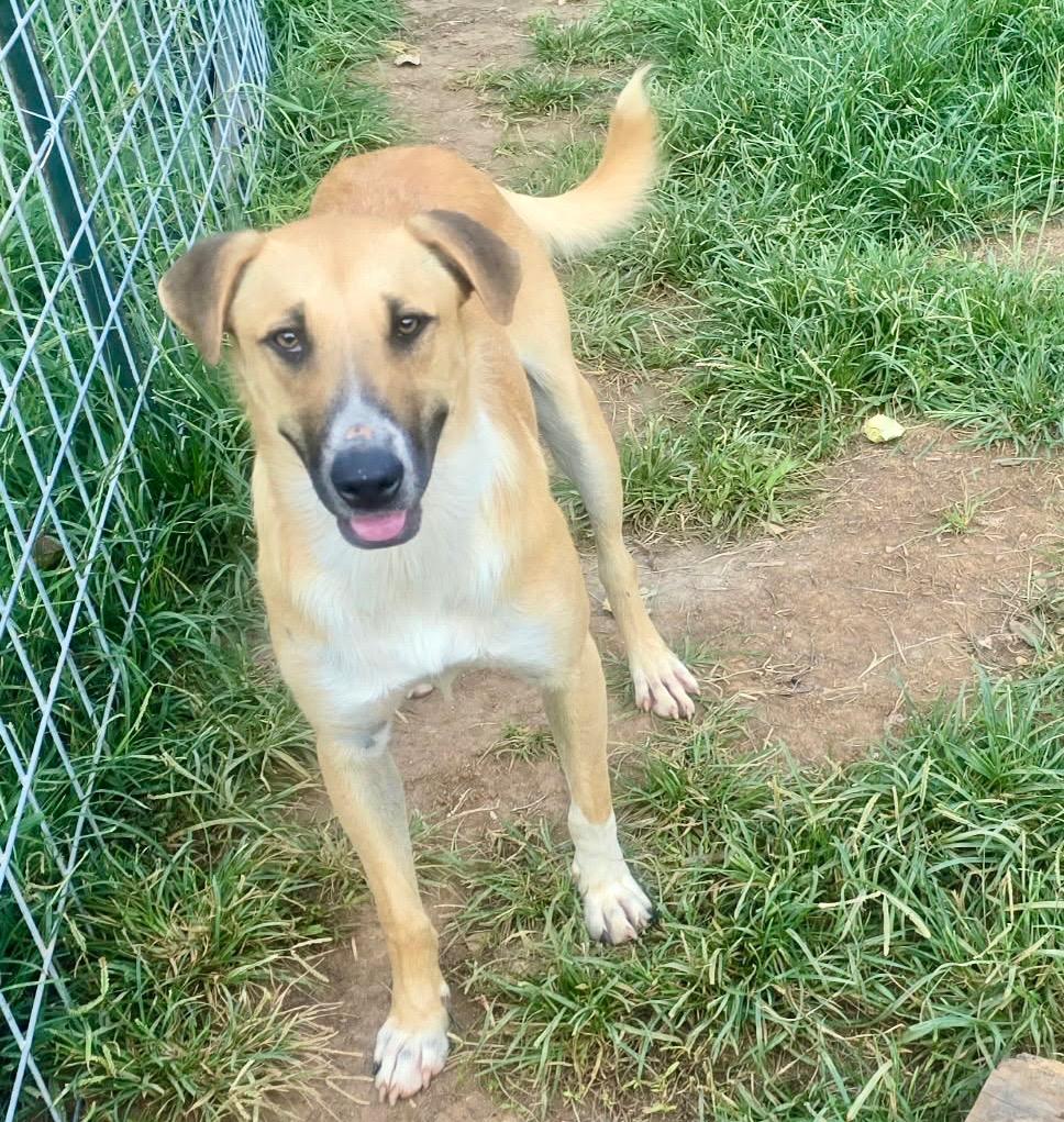 Bourbon, a Adoptable mixed breed in Greeneville, TN image 2/3