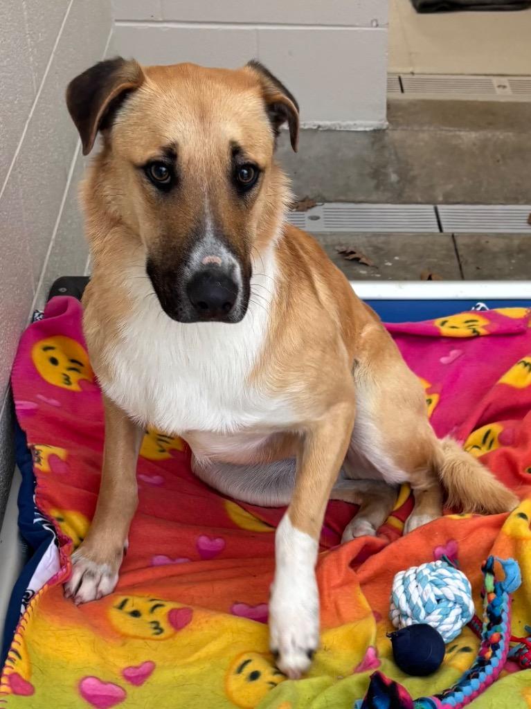 Bourbon, a Adoptable mixed breed in Greeneville, TN image 3/3