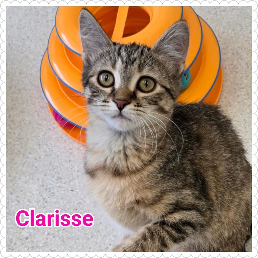 Clarisse, Adoptable, Kitten Female Domestic Short Hair.