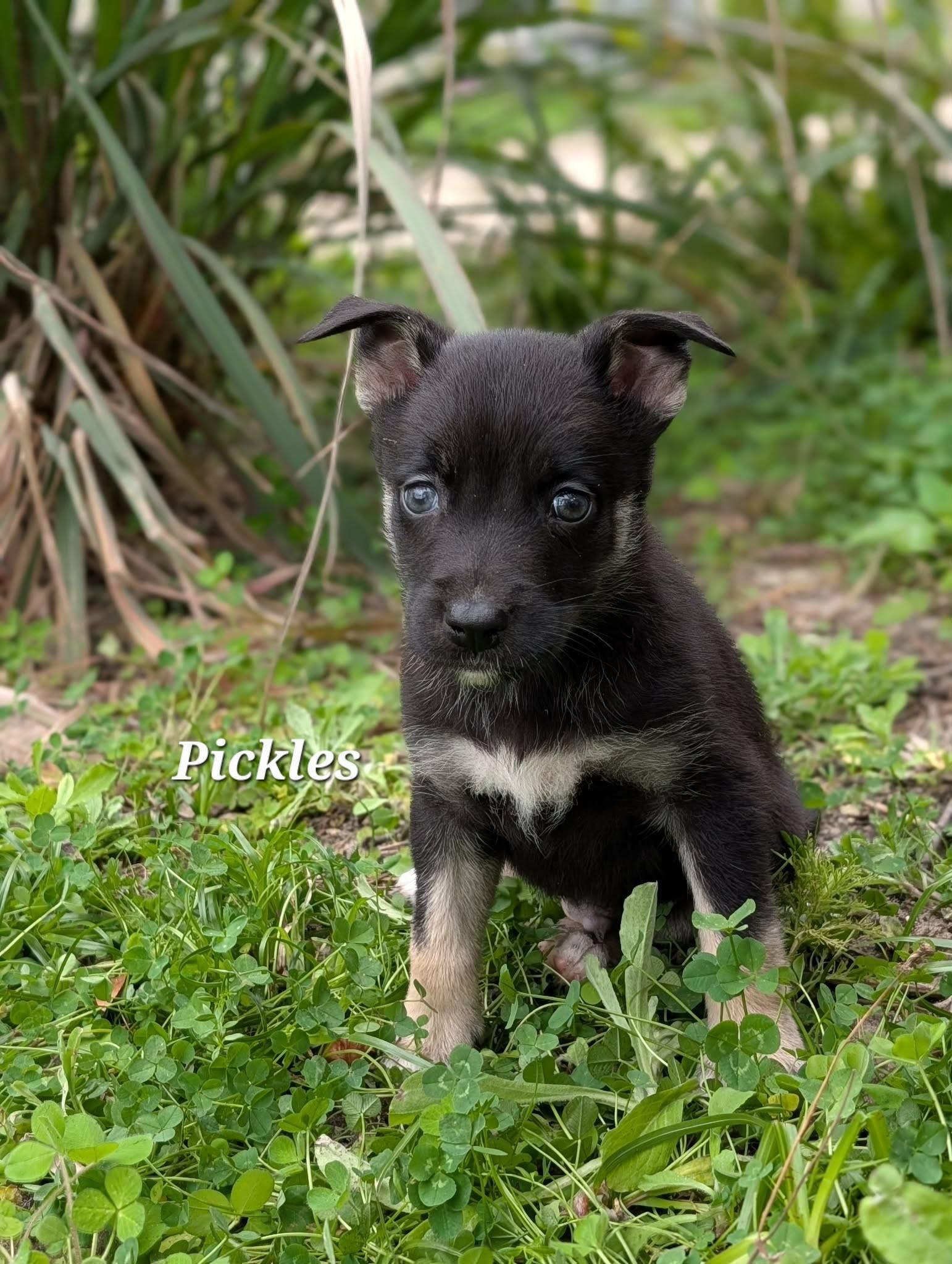 Enlarge Pickles, a Adoptable mixed breed in Winter Springs, FL image 1/1