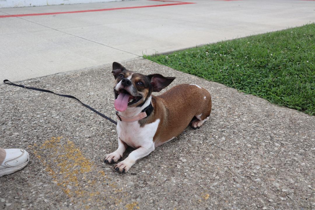 Misty, Adoptable, Adult Female Dachshund & Jack Russell Terrier.