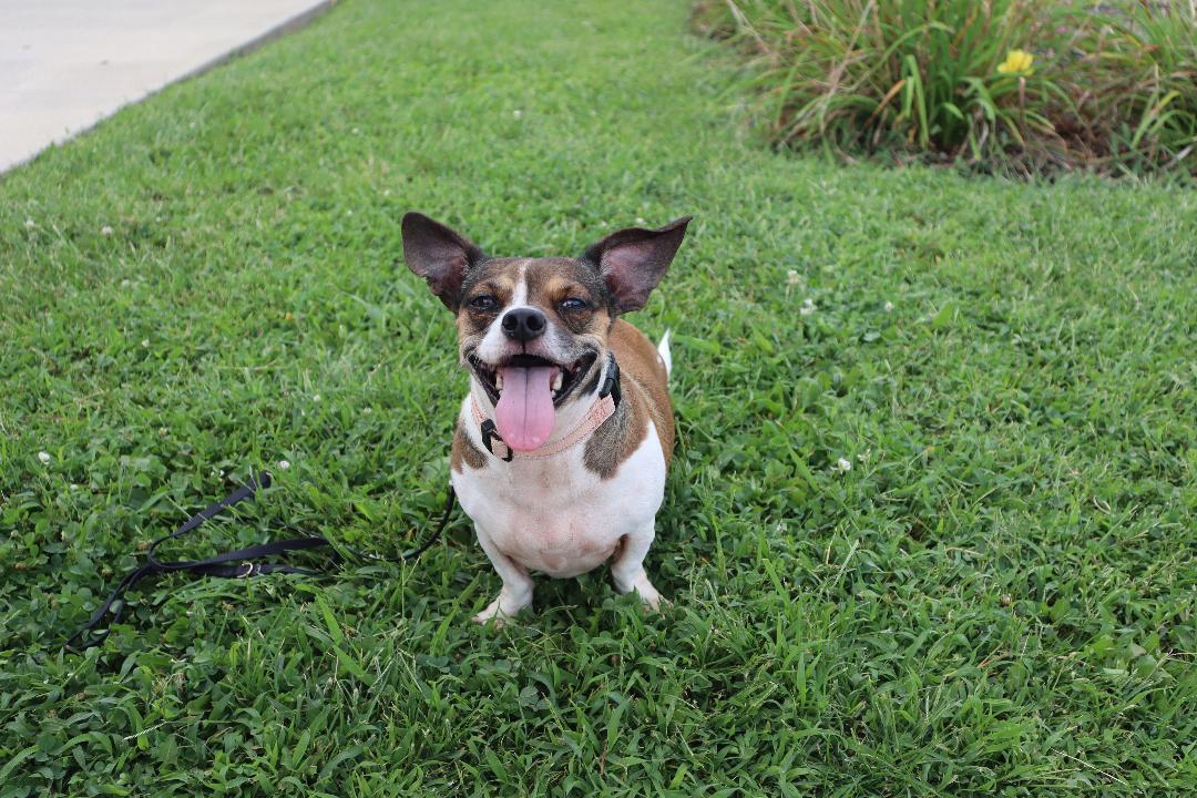 Enlarge Misty, a Adoptable mixed breed in Goshen, KY image 5/5