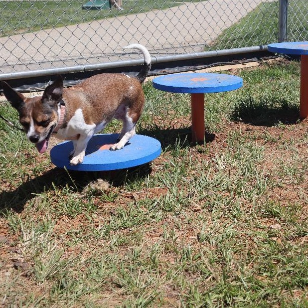 Enlarge Misty, a Adoptable mixed breed in Goshen, KY image 2/5