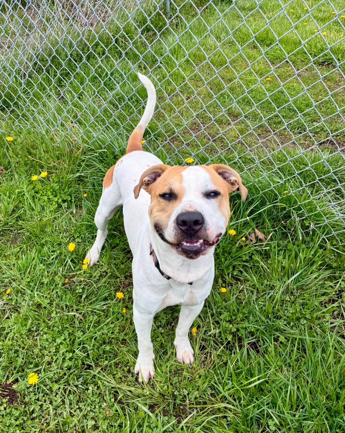 Chance, a ADOPTABLE mixed breed in Hornell, NY image 2/4