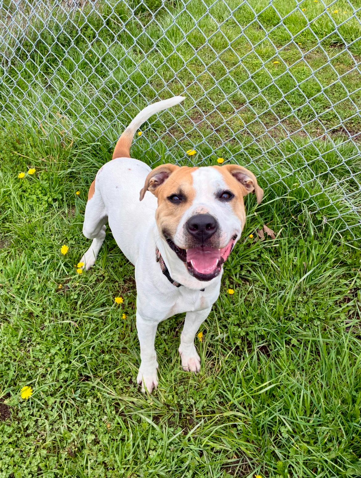 Chance, ADOPTABLE, Young Male American Staffordshire Terrier.
