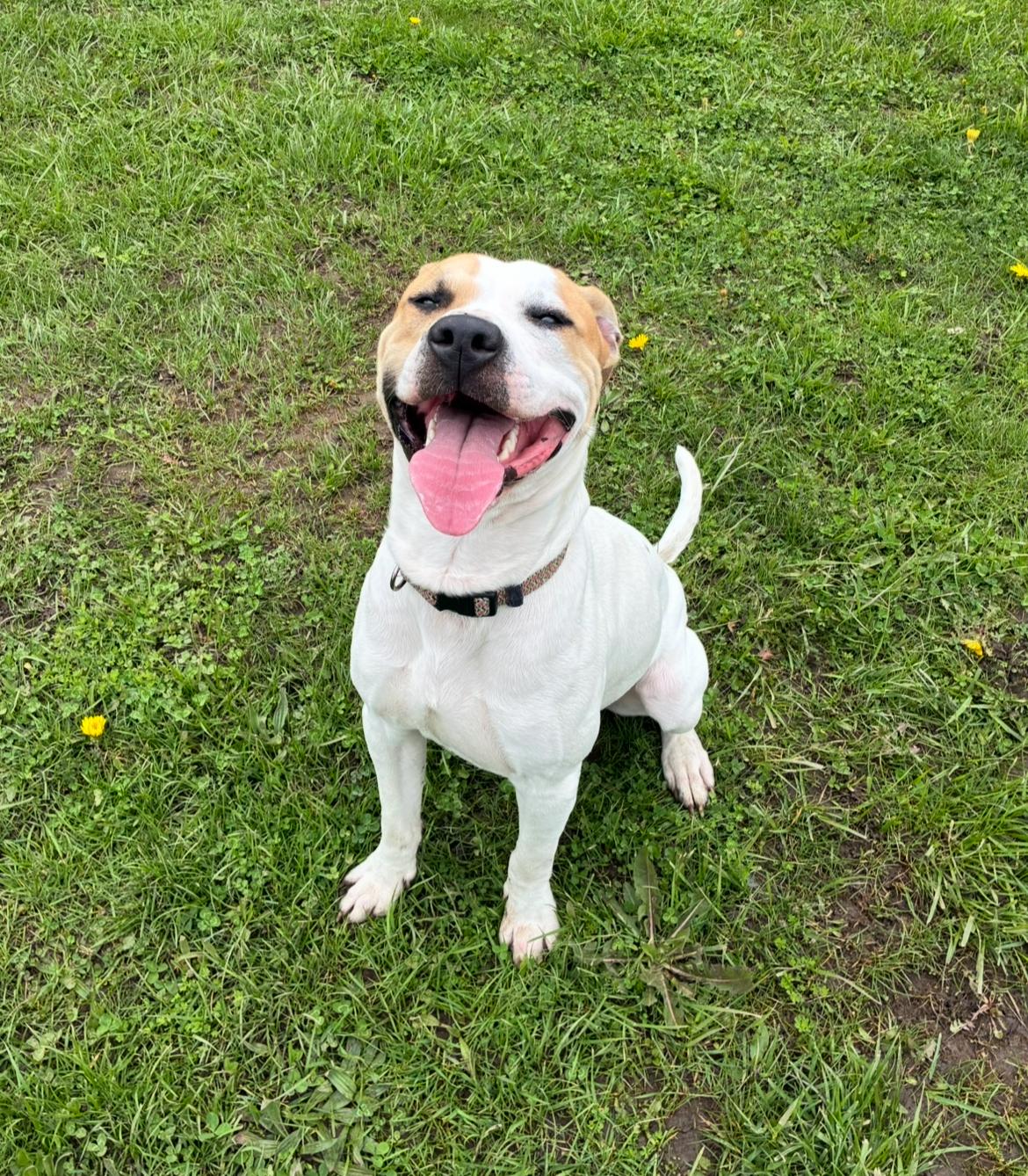 Chance, a ADOPTABLE mixed breed in Hornell, NY image 3/4