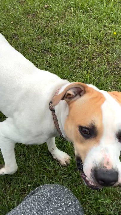 Enlarge Chance, a ADOPTABLE mixed breed in Hornell, NY video 4/4