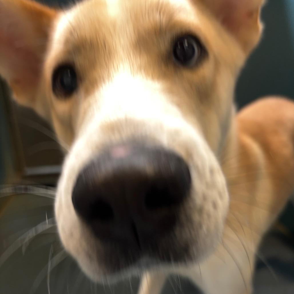 Billy, Adoptable, Young Male Shepherd.