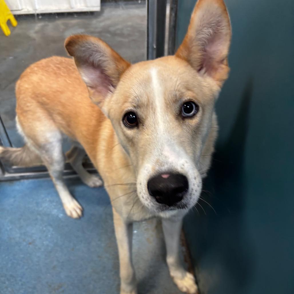 Enlarge Billy, a Adoptable Shepherd in Edinburg, TX image 2/6