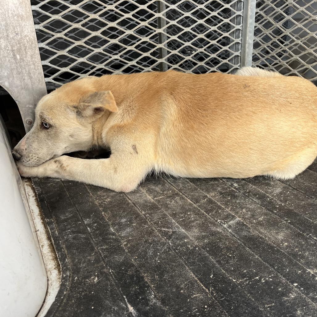 Enlarge Billy, a Adoptable Shepherd in Edinburg, TX image 3/6