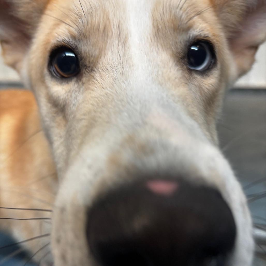 Enlarge Billy, a Adoptable Shepherd in Edinburg, TX image 4/6