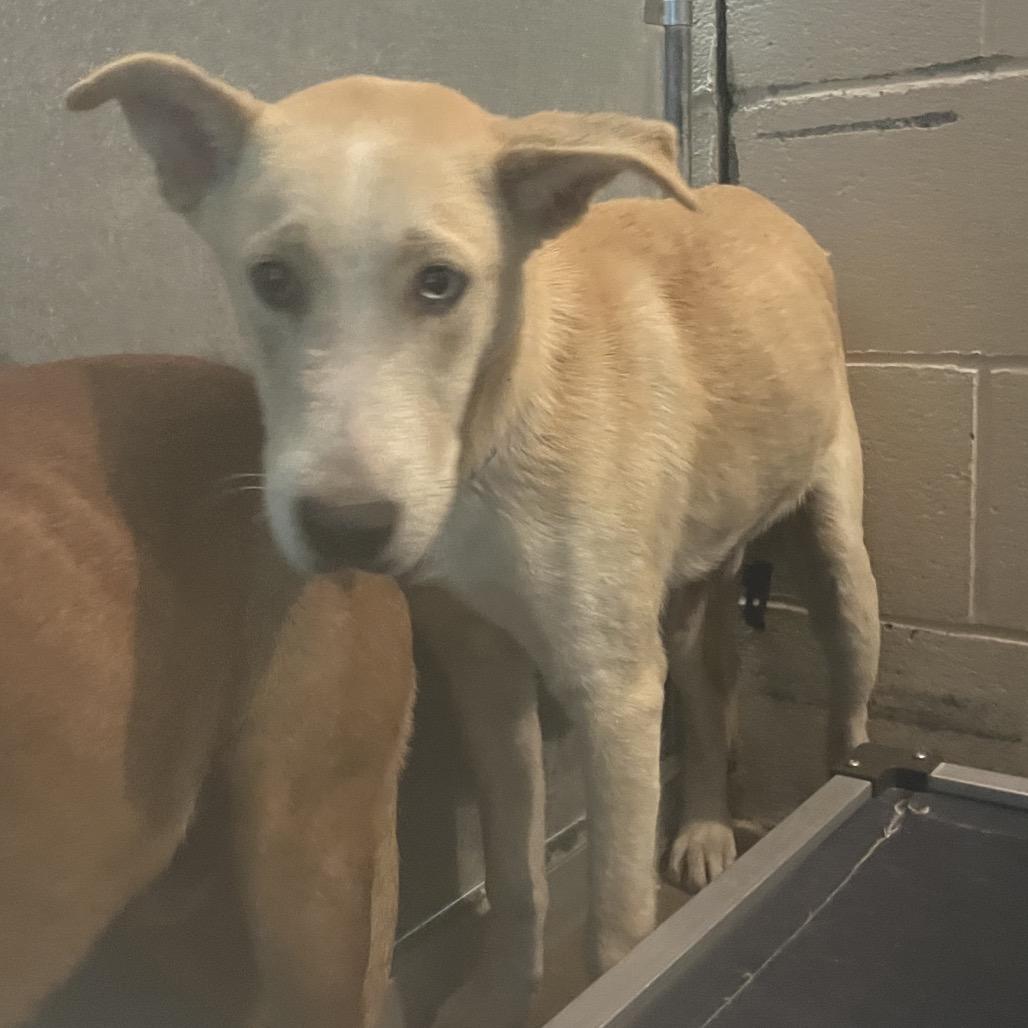 Enlarge Billy, a Adoptable Shepherd in Edinburg, TX image 5/6