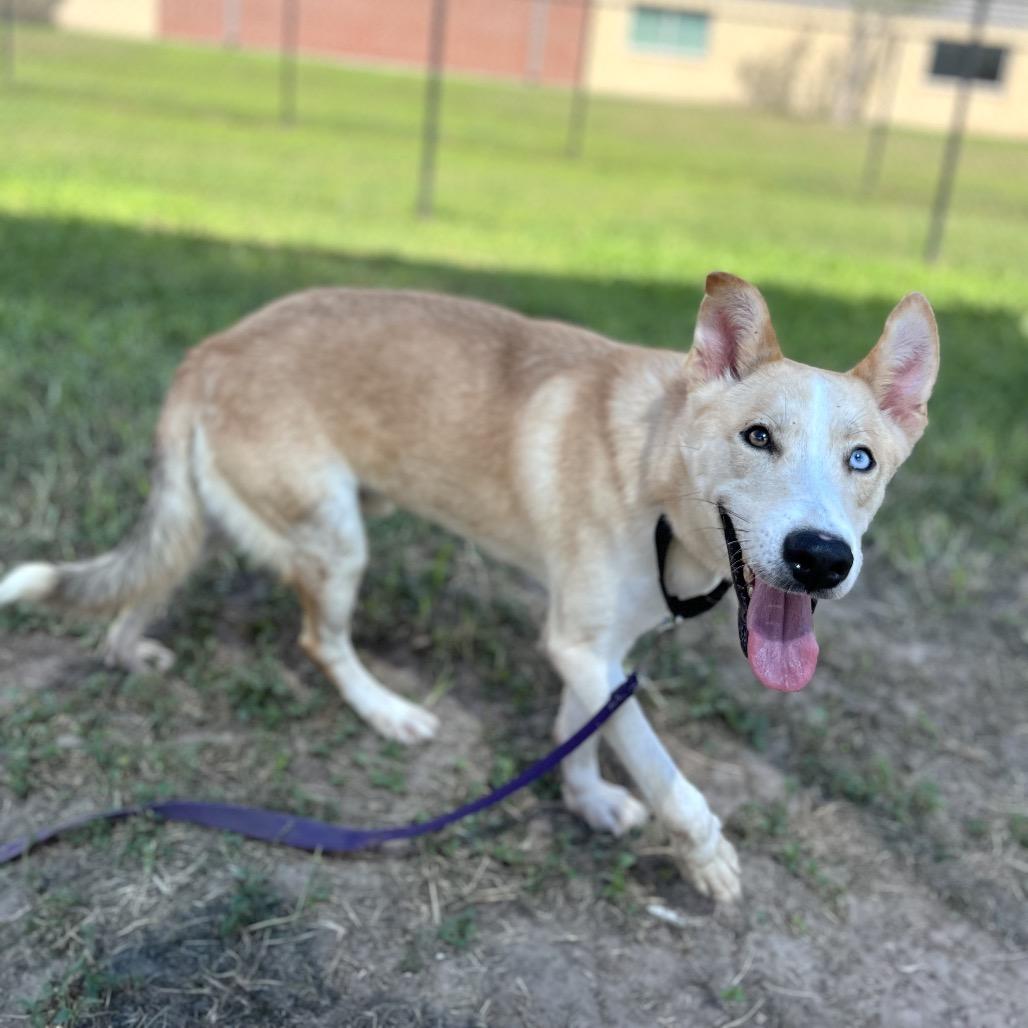 Enlarge Billy, a Adoptable Shepherd in Edinburg, TX image 6/6