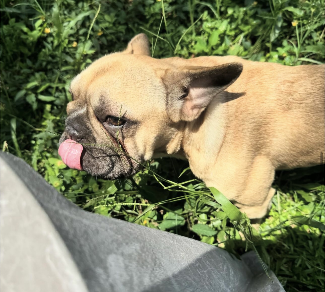 Enlarge Petunia, a Adoptable mixed breed in Tampa, FL image 4/5