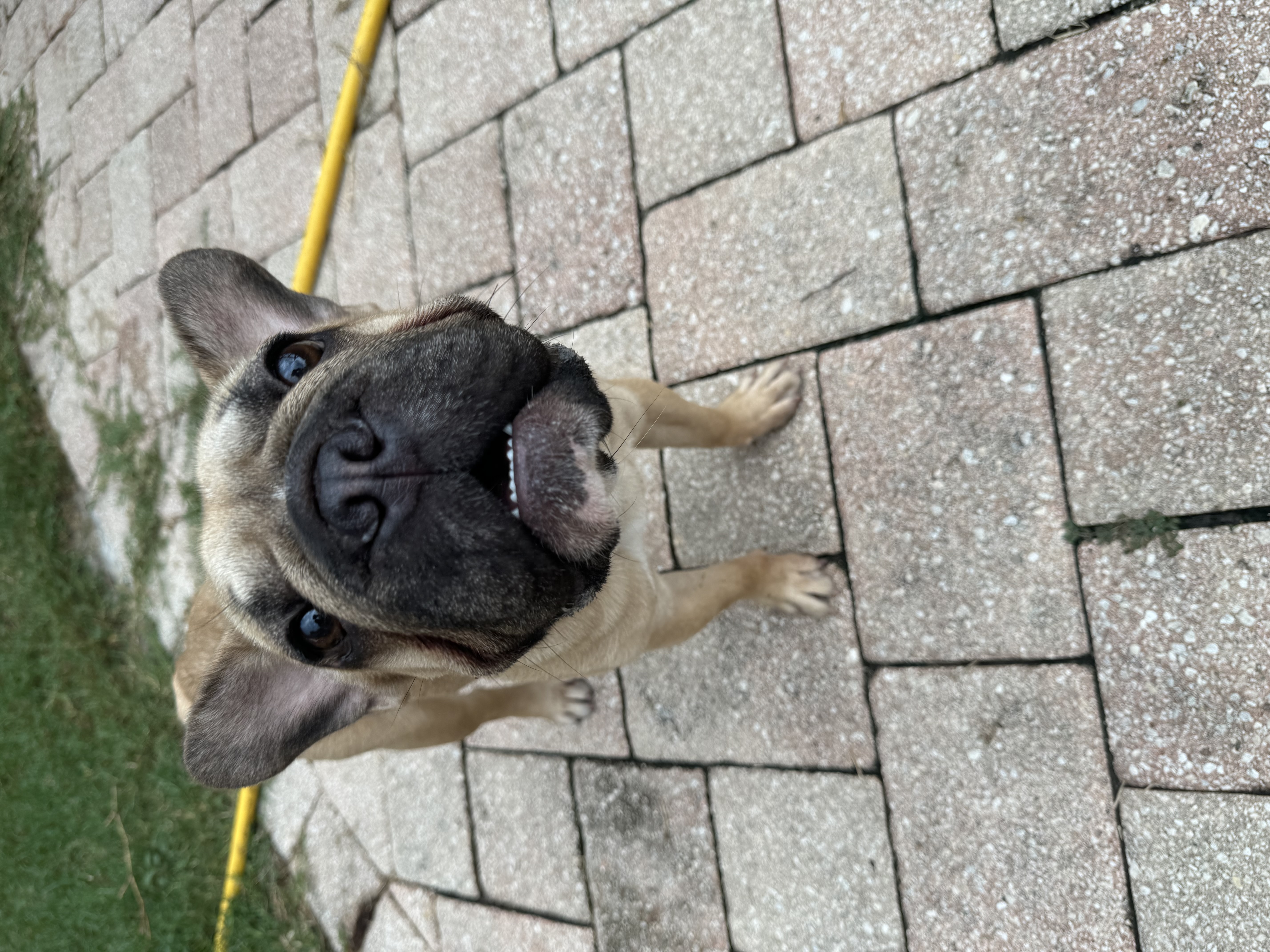 Enlarge Petunia, a Adoptable mixed breed in Tampa, FL image 5/5