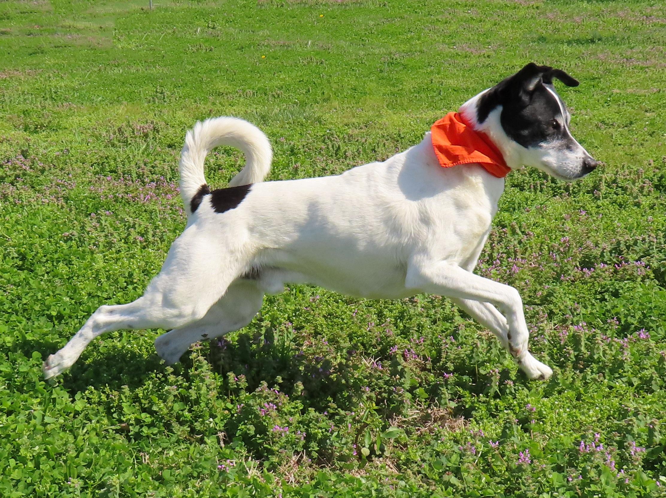 Enlarge Sparky  26C-51A, a ADOPTABLE Border Collie in Rogers, AR image 2/5