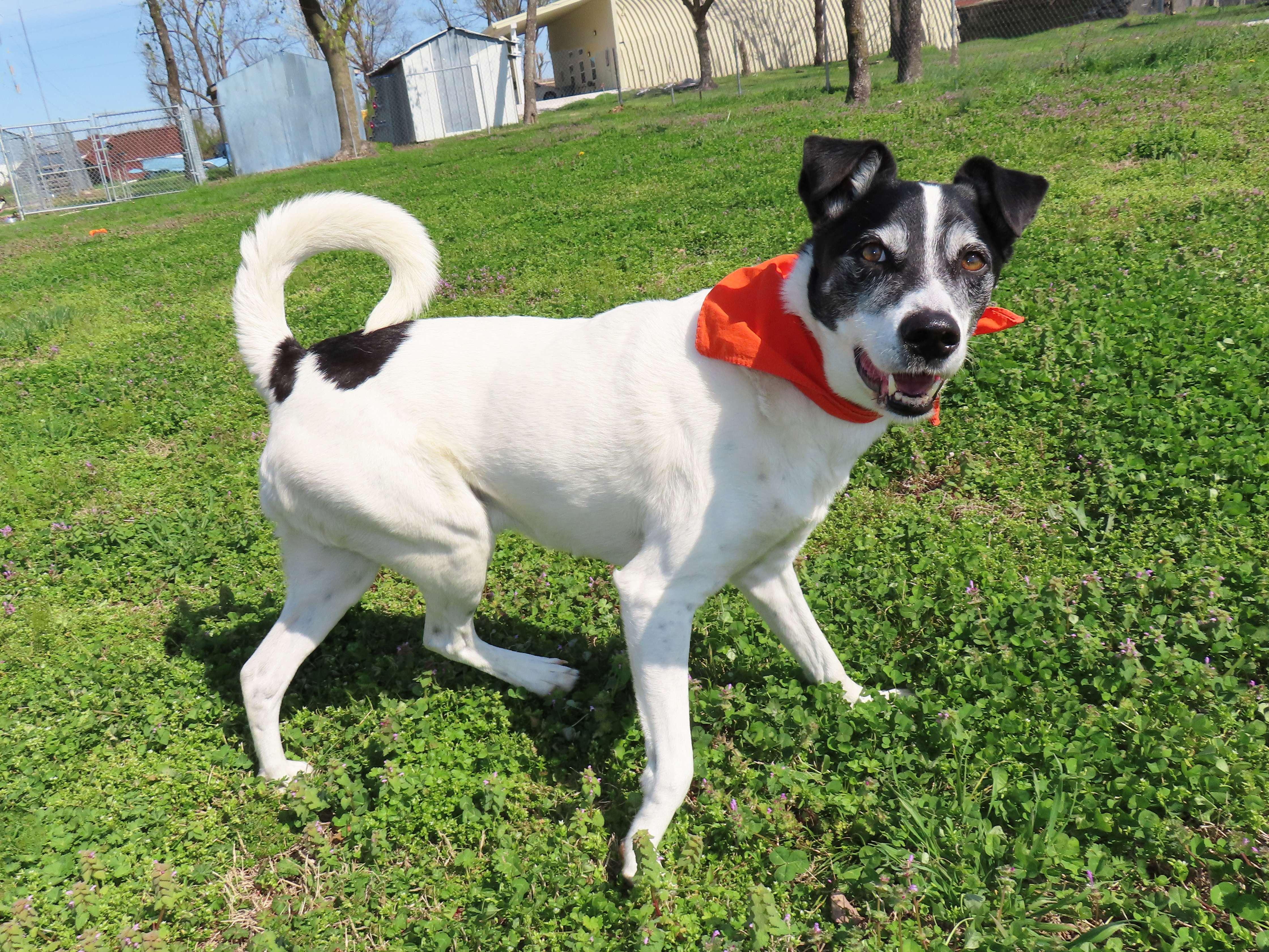 Enlarge Sparky  26C-51A, a ADOPTABLE Border Collie in Rogers, AR image 5/5