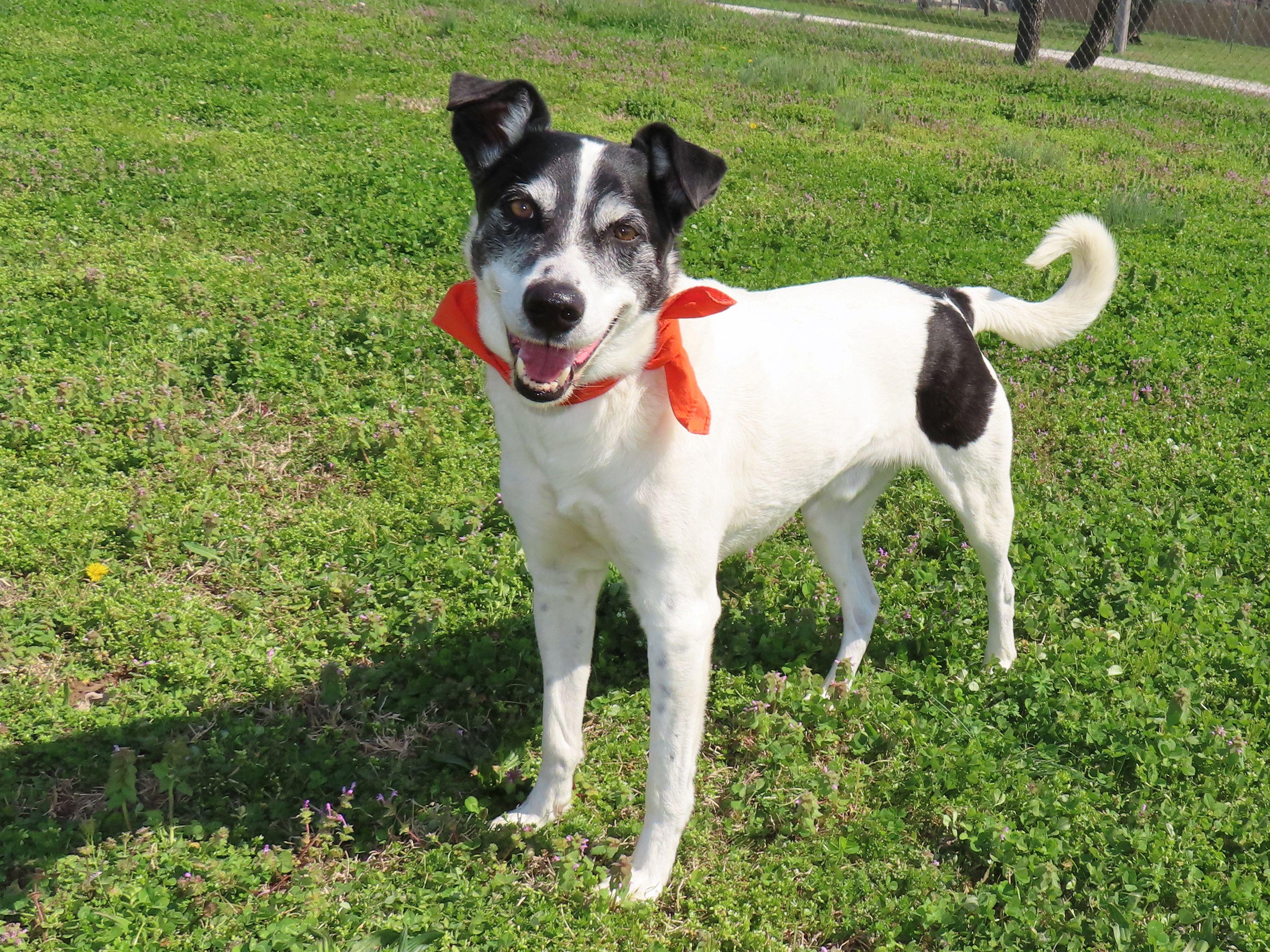 Enlarge Sparky  26C-51A, a ADOPTABLE Border Collie in Rogers, AR image 3/5
