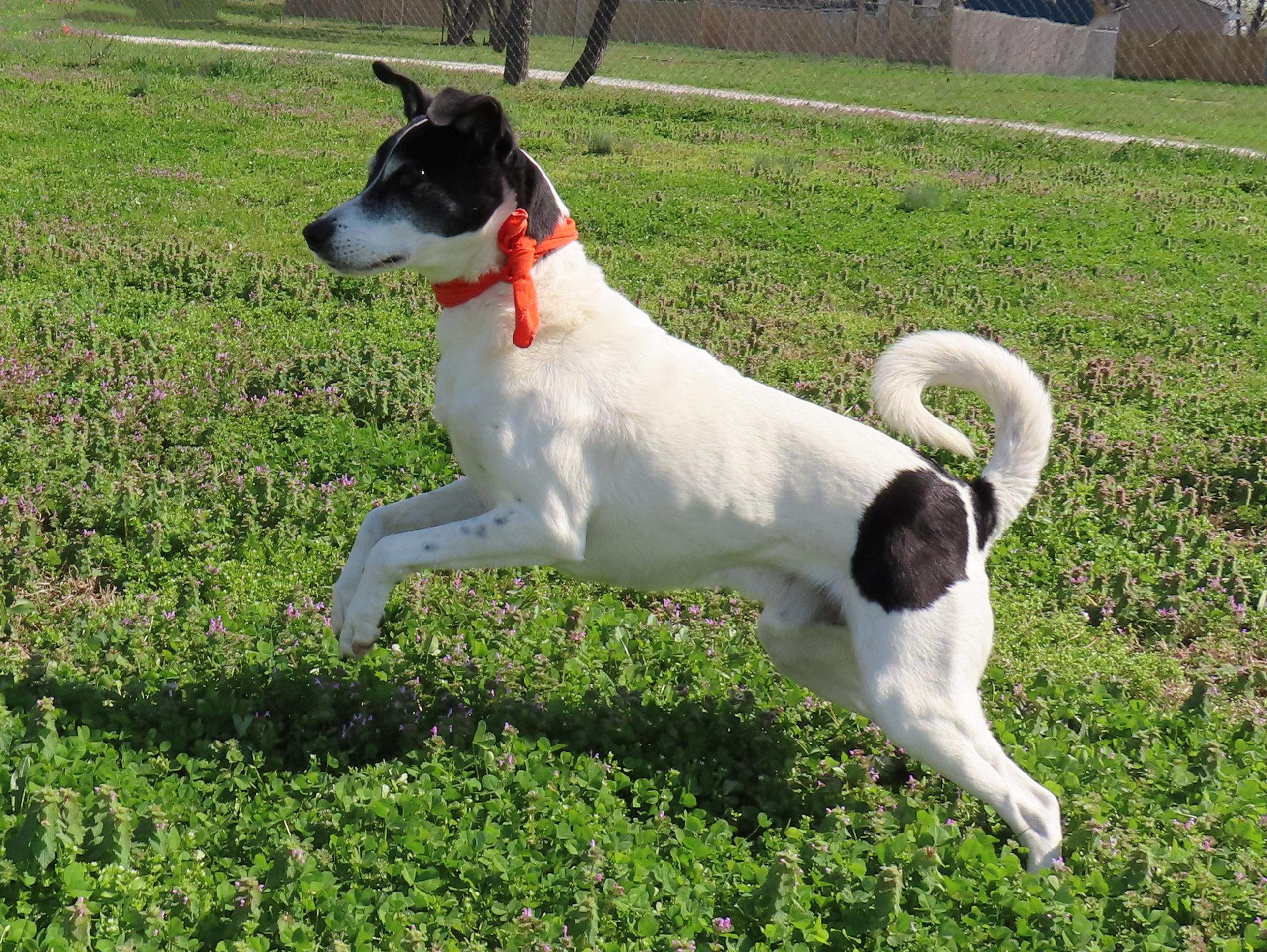 Enlarge Sparky  26C-51A, a ADOPTABLE Border Collie in Rogers, AR image 4/5