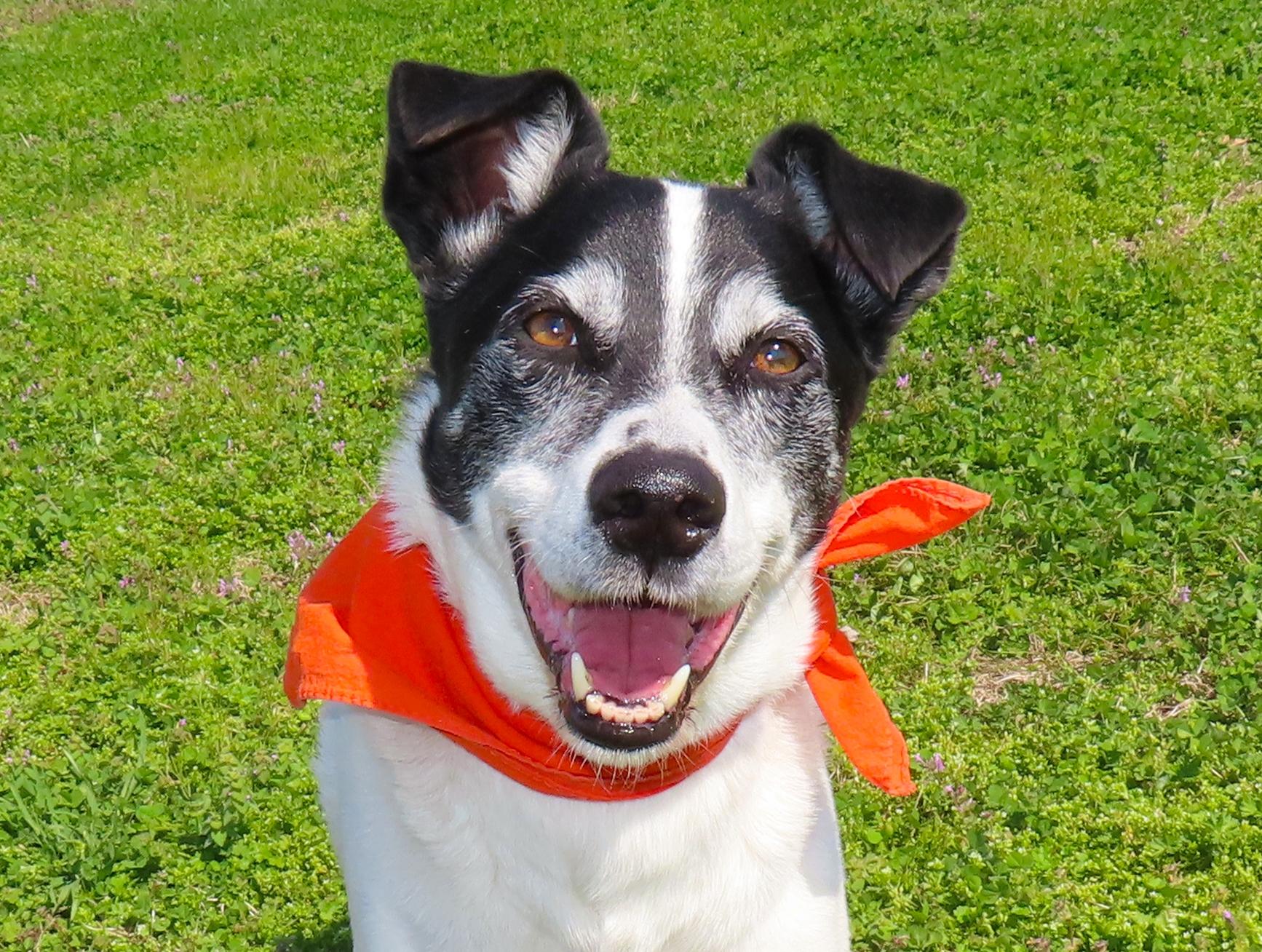 Enlarge Sparky  26C-51A, a ADOPTABLE Border Collie in Rogers, AR image 1/5