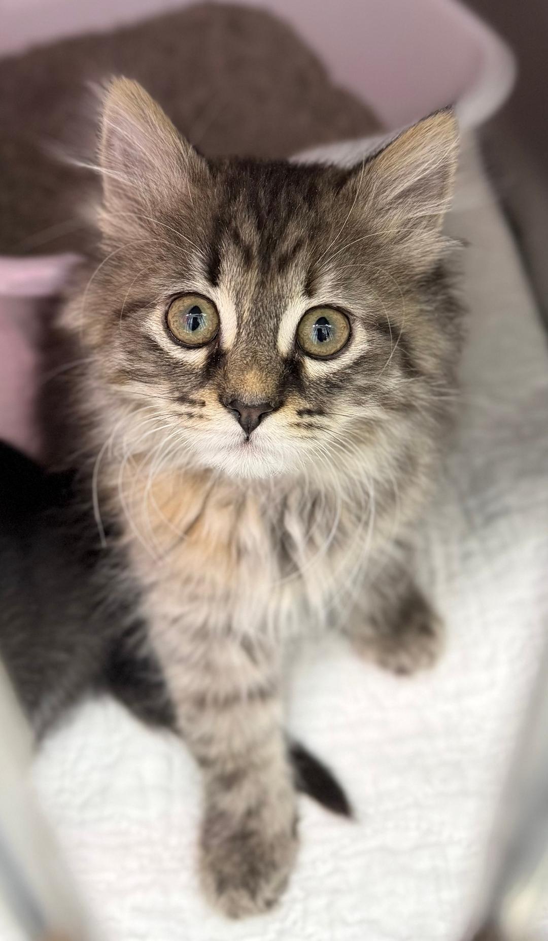 Nora, adopted, Kitten Female Domestic Long Hair.