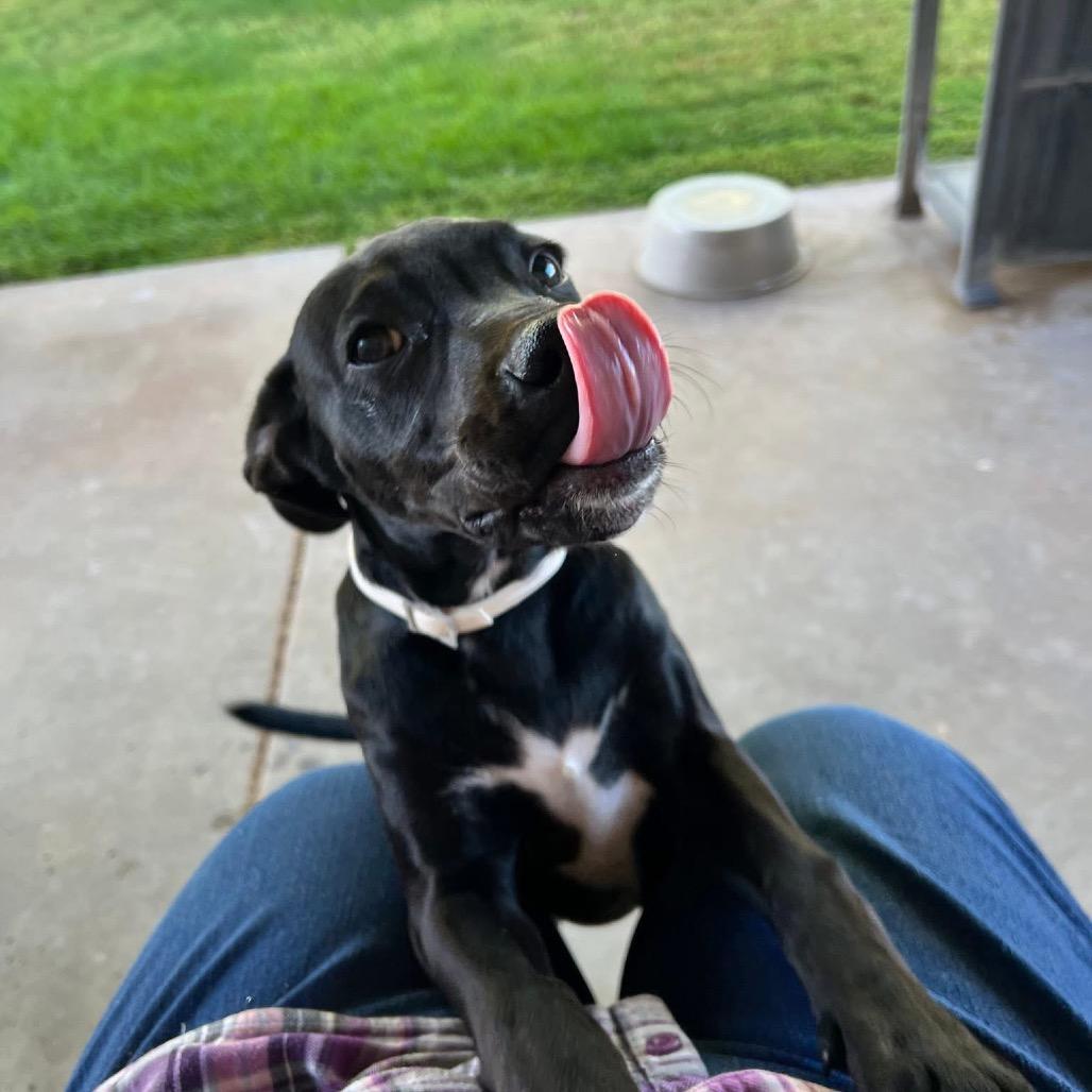 Remi, Adoptable, Puppy Female Pit Bull Terrier.