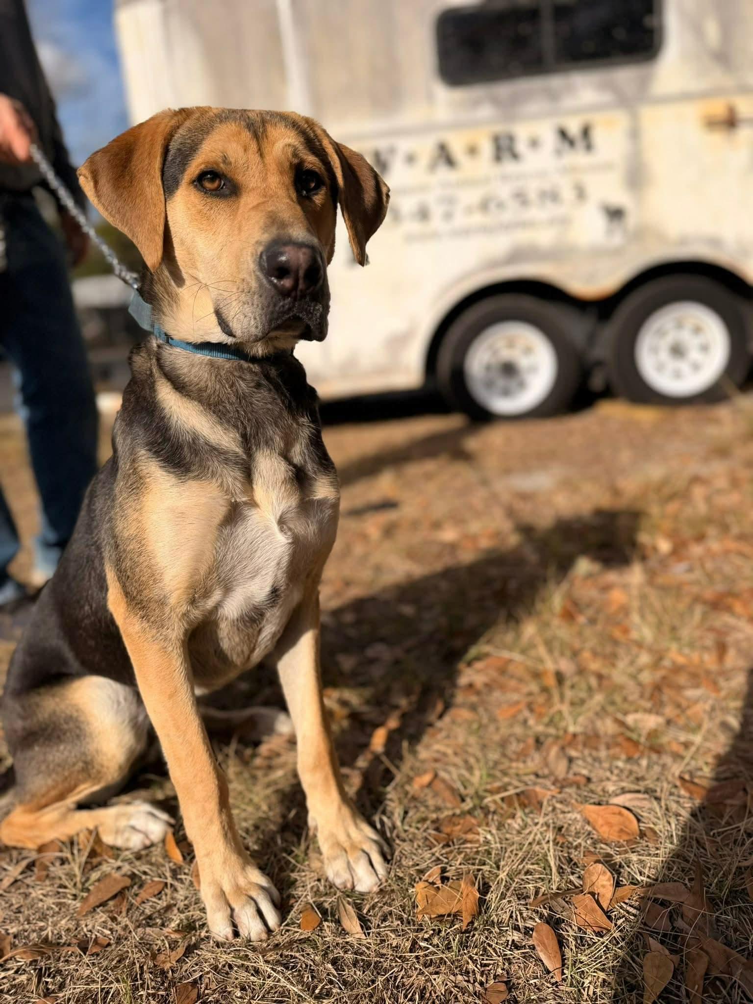 Enlarge Salem, a Adoptable mixed breed in Conway, SC image 2/5