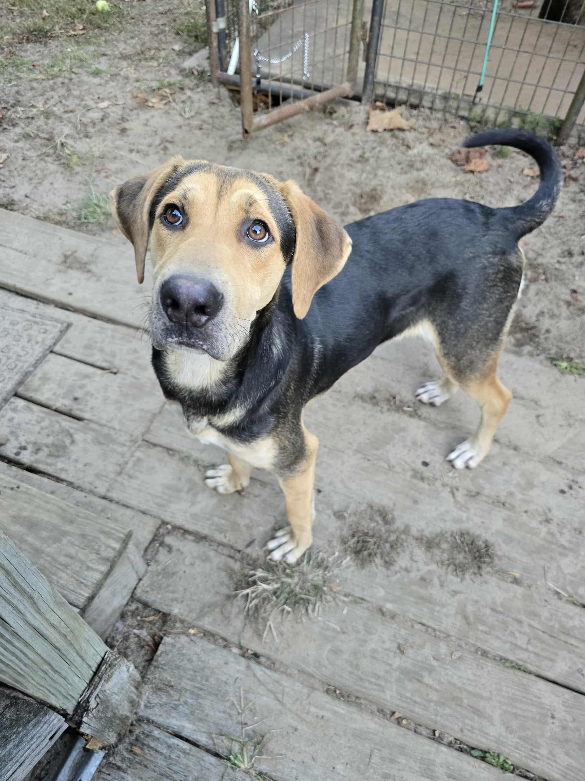 Salem, Adoptable, Young Male Mixed Breed & Hound.