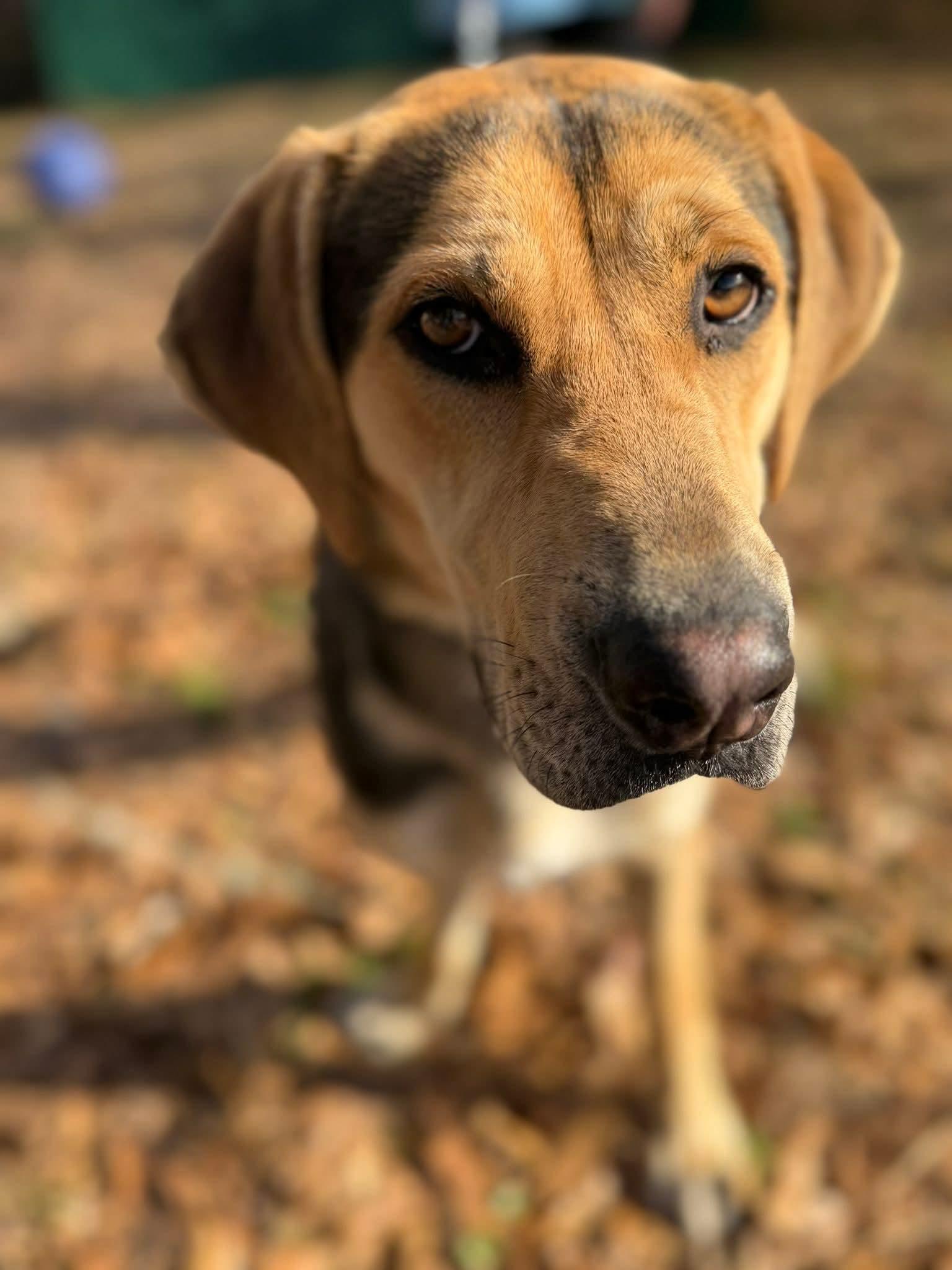 Enlarge Salem, a Adoptable mixed breed in Conway, SC image 3/5