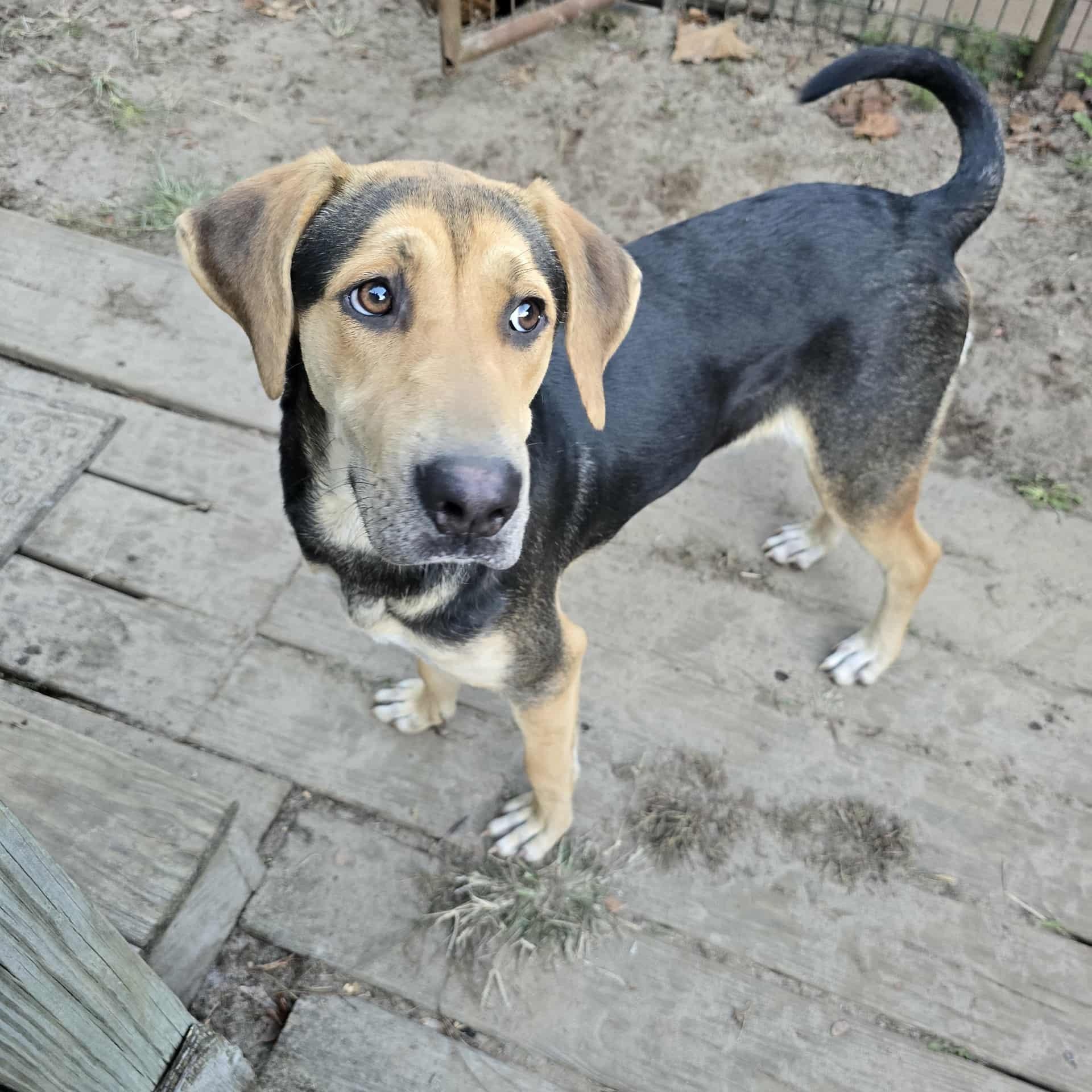 Enlarge Salem, a Adoptable mixed breed in Conway, SC image 4/5