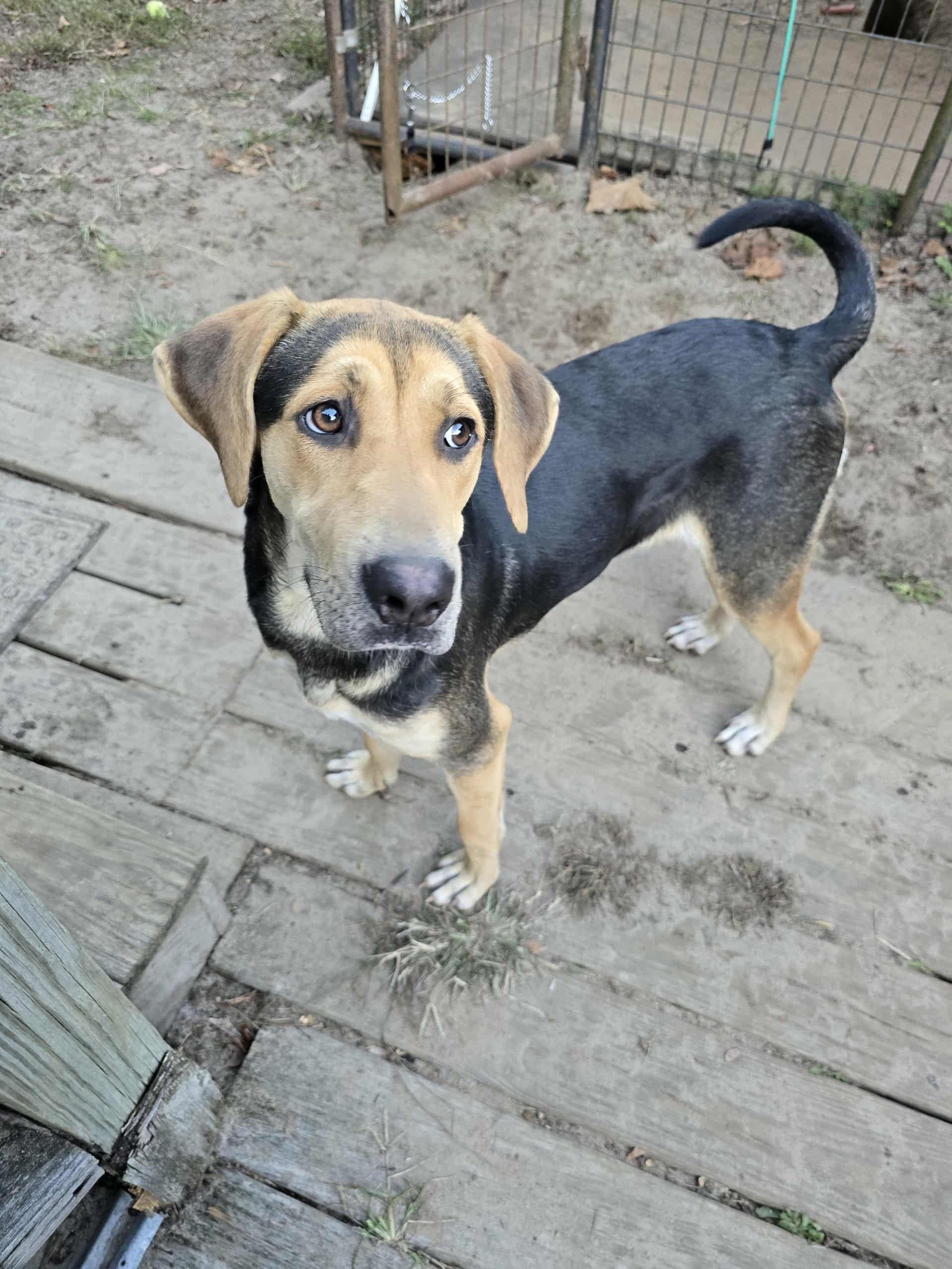 Salem, a Adoptable mixed breed in Conway, SC image 2/3