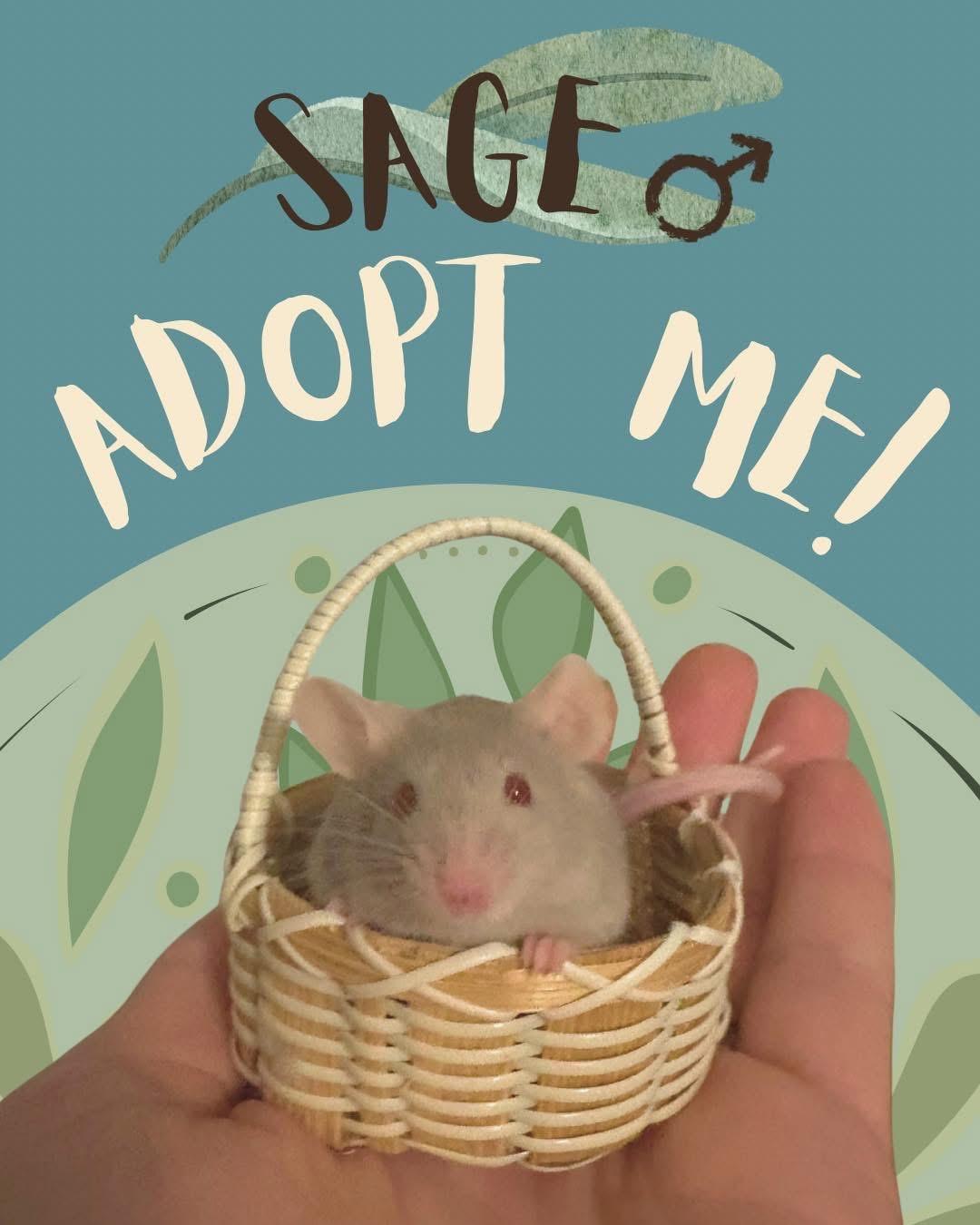 Enlarge Sage, a Adoptable Mouse in Eugene, OR image 1/1