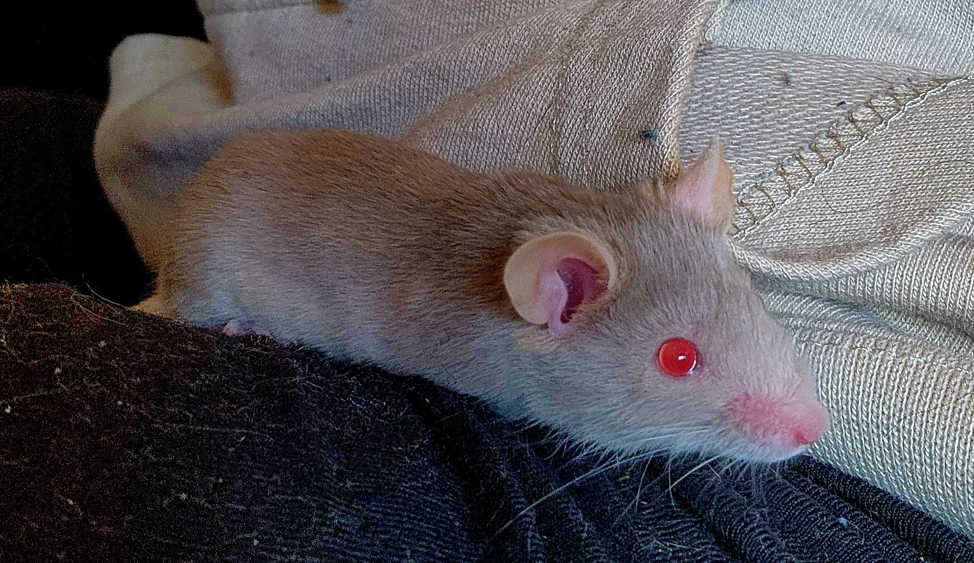 Enlarge Sage, a Adoptable Mouse in Eugene, OR image 2/3