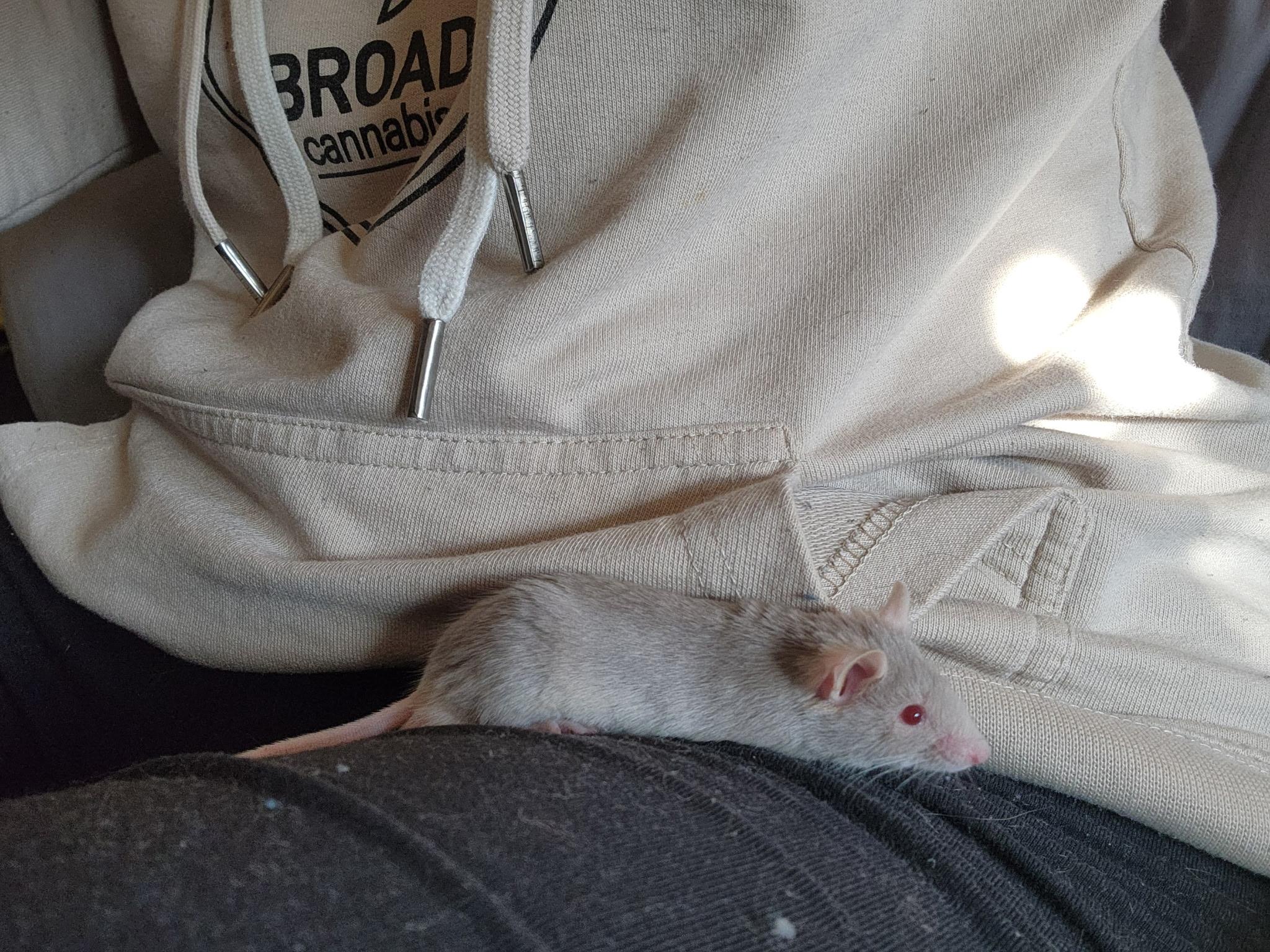 Enlarge Sage, a Adoptable Mouse in Eugene, OR image 3/3