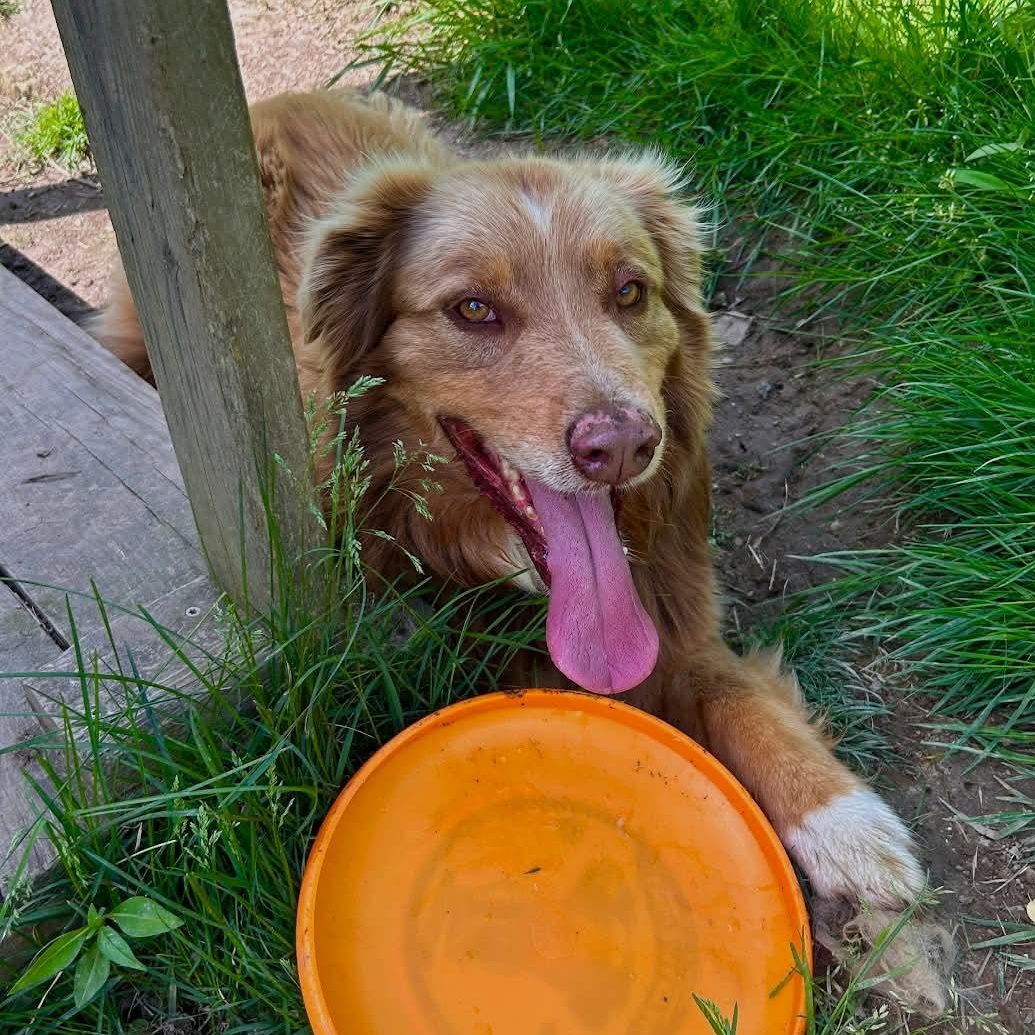 Bingo, Adoptable, Adult Male Australian Shepherd.
