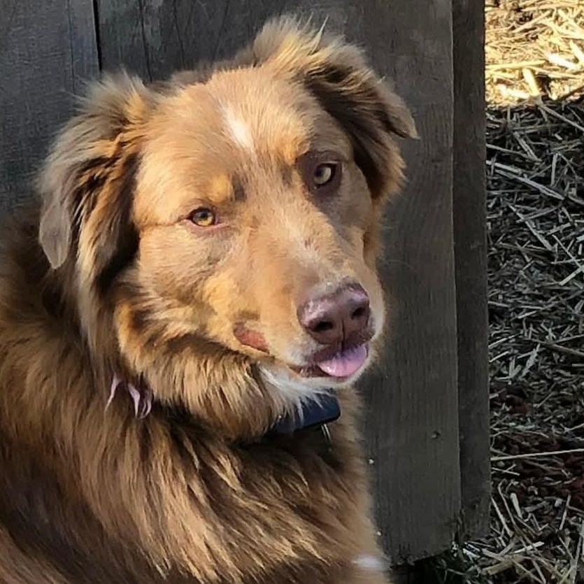 Bingo, a Adoptable Australian Shepherd in Tarentum, PA image 2/3