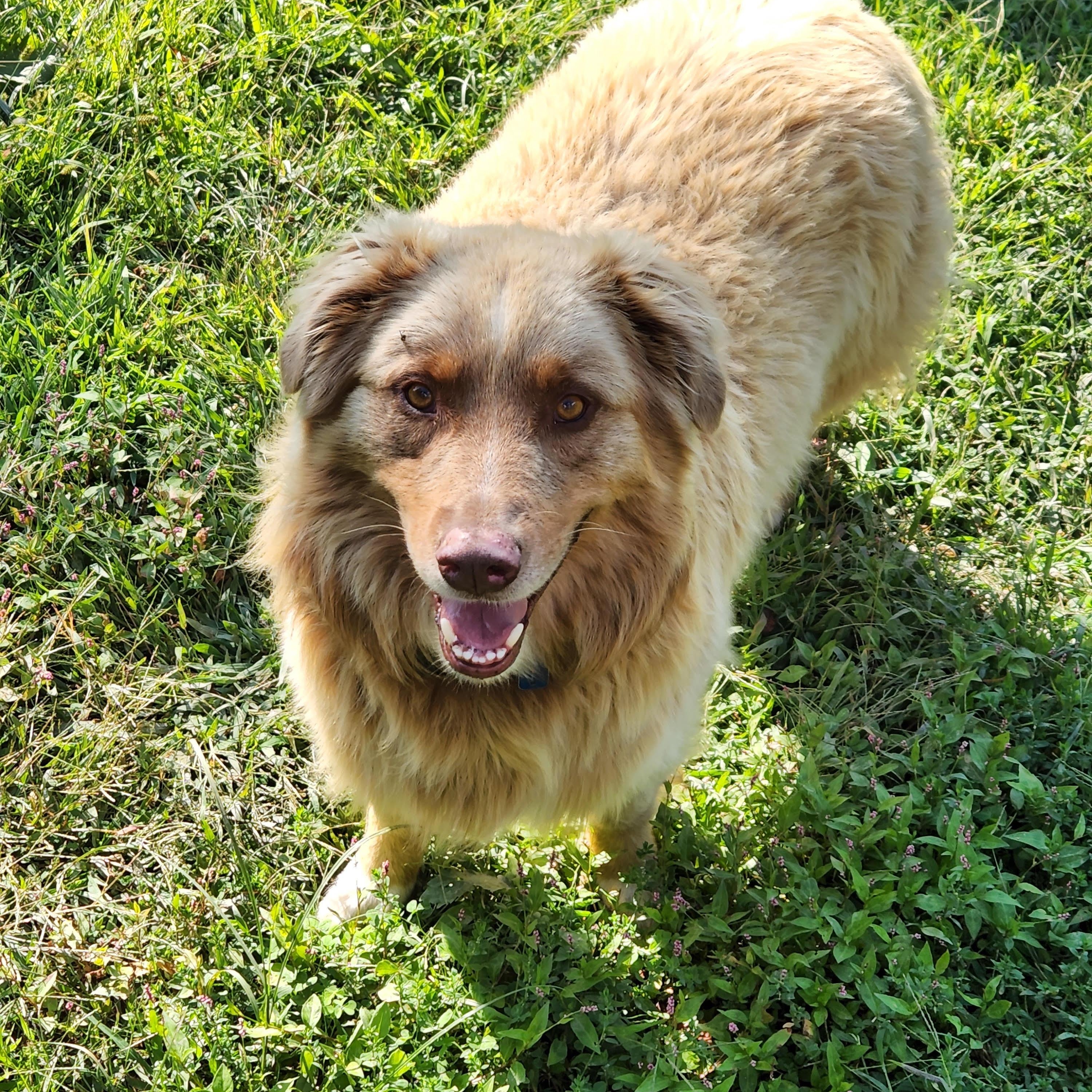 Bingo, a Adoptable Australian Shepherd in Tarentum, PA image 3/3