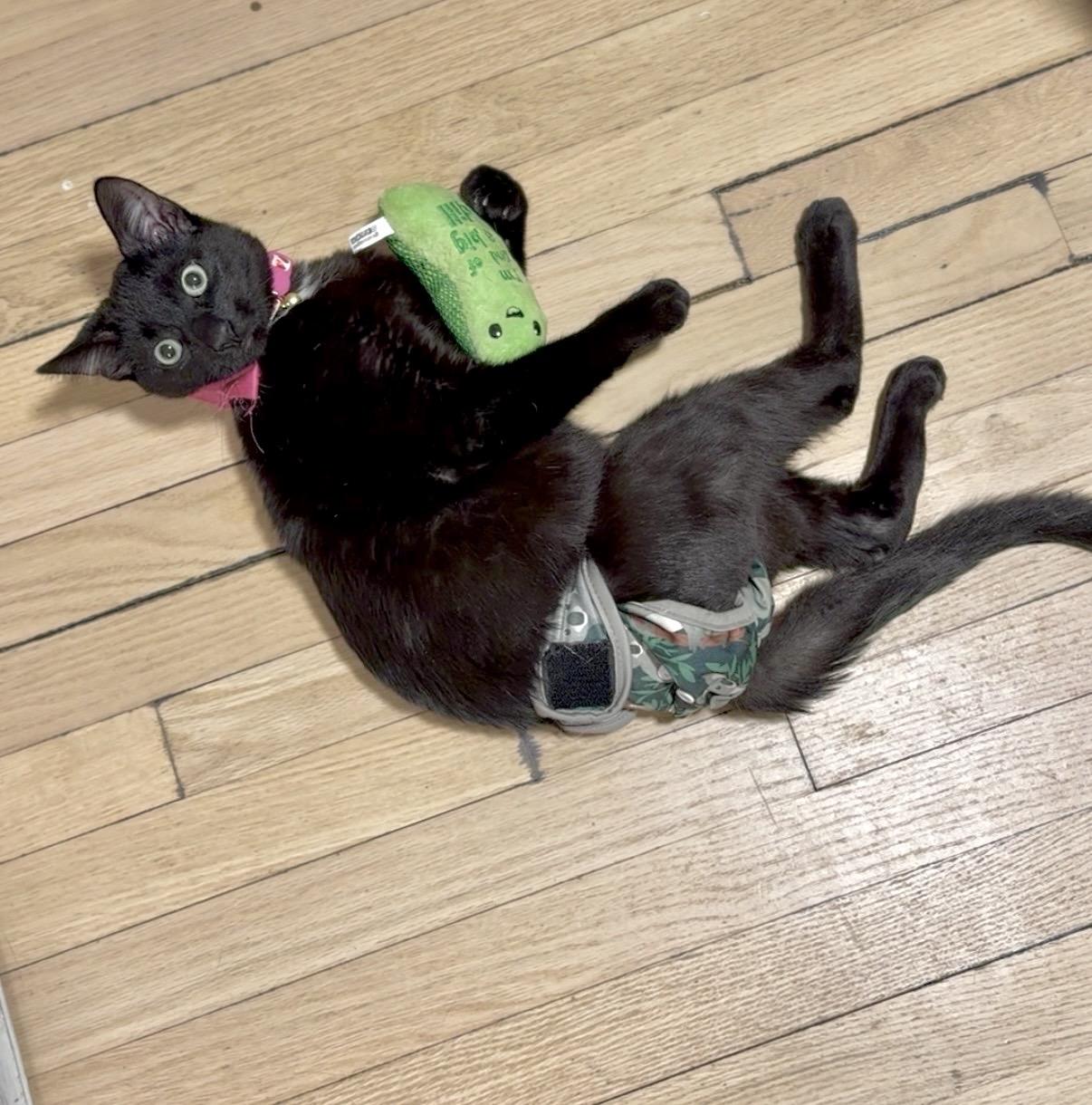 Enlarge Slinky | Differently Abled and Completely Perfect, a ADOPTABLE Domestic Short Hair in West Haven, CT image 2/2