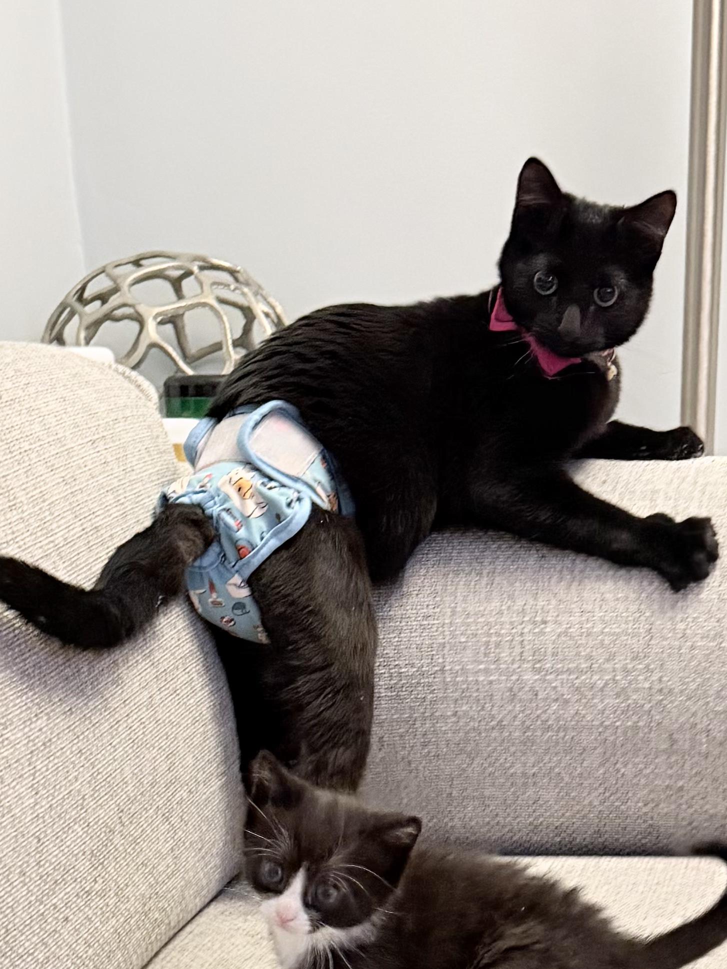 Enlarge Slinky | Differently Abled and Completely Perfect, a ADOPTABLE Domestic Short Hair in West Haven, CT image 1/2