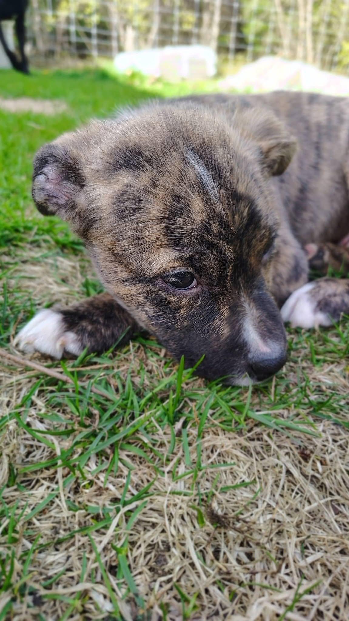 Cheyenne, Adoptable, Puppy Female Terrier.
