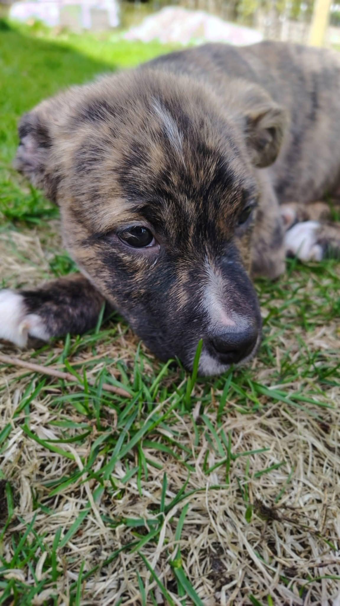 Enlarge Cheyenne, a Adoptable Terrier in New London, WI image 2/3
