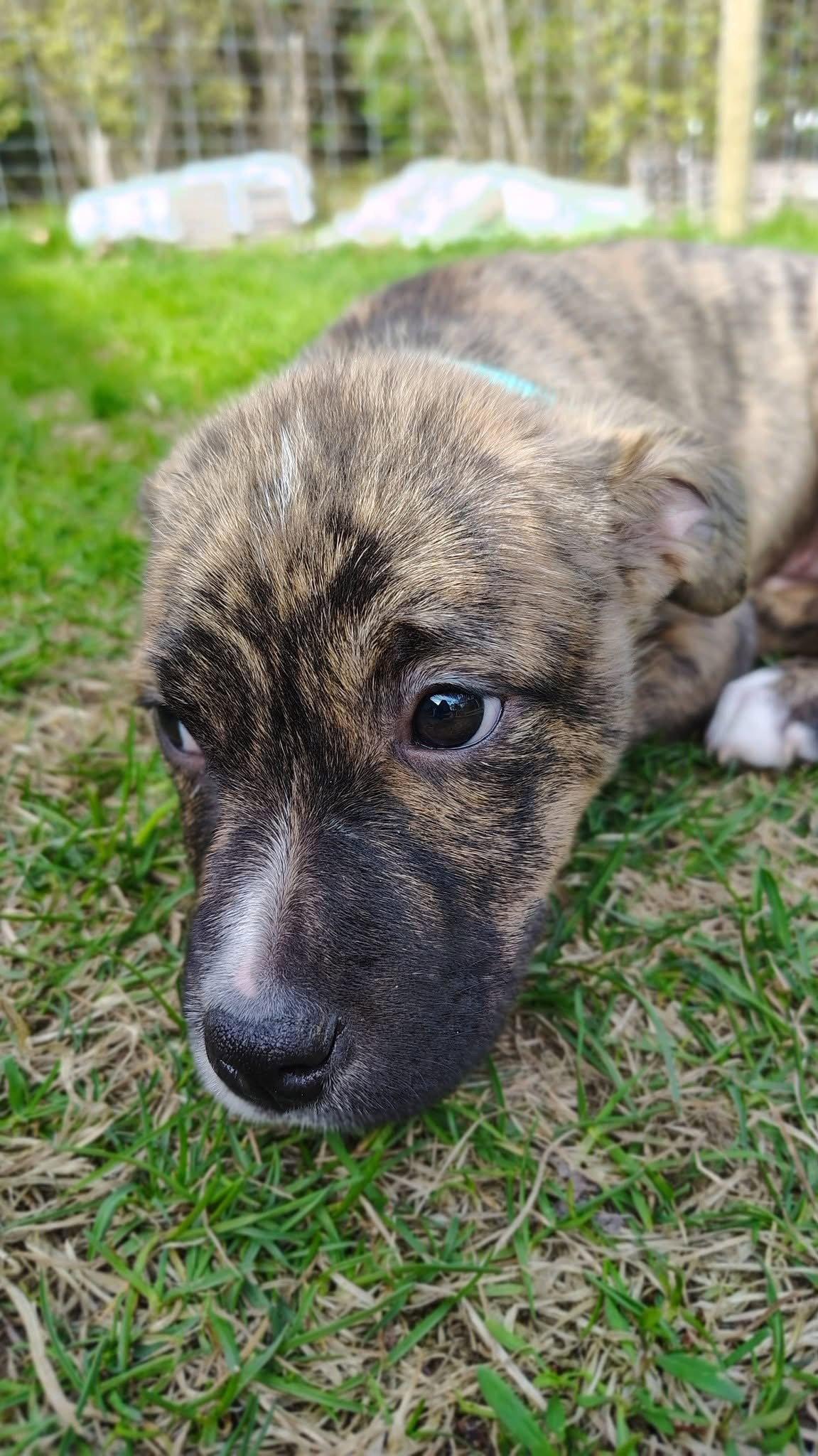 Enlarge Cheyenne, a Adoptable Terrier in New London, WI image 3/3