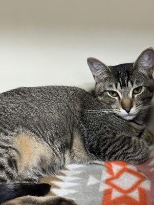 Troy, Adoptable, Kitten Male Domestic Short Hair & Domestic Short Hair.