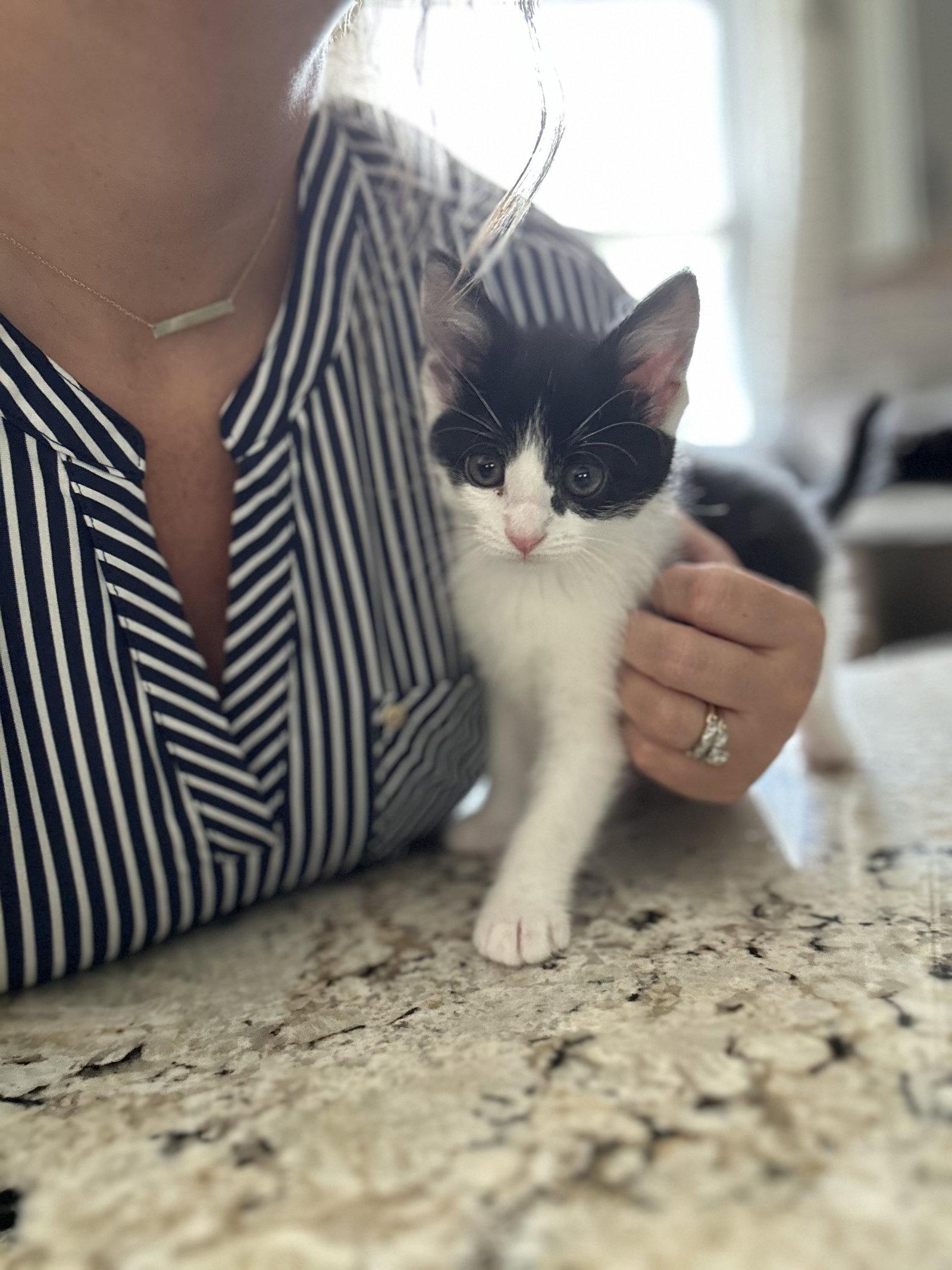 Stacy, Adopted, Young Female Domestic Short Hair.