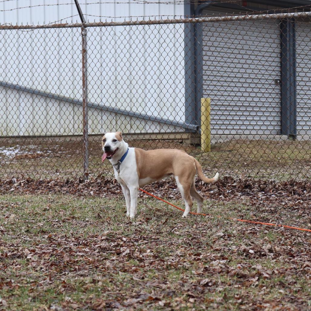 Nutmeg, a Adoptable Pit Bull Terrier in Springfield, IL image 4/6