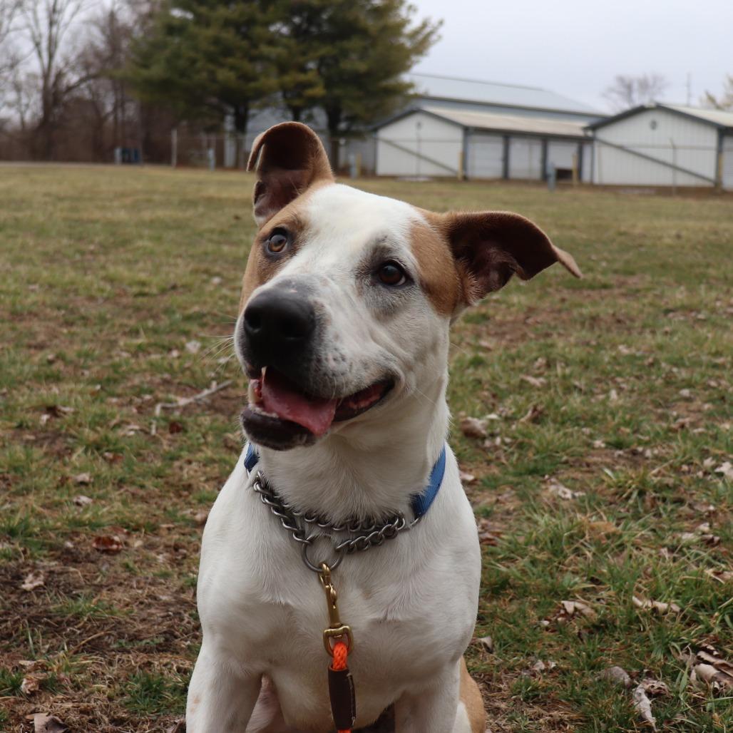 Nutmeg, a Adoptable Pit Bull Terrier in Springfield, IL image 6/6