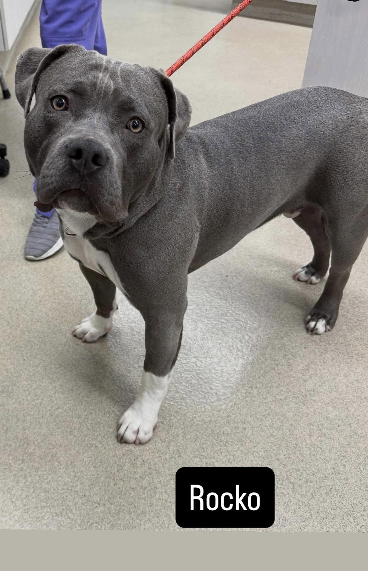 Rocko, Adoptable, Adult Male American Staffordshire Terrier.