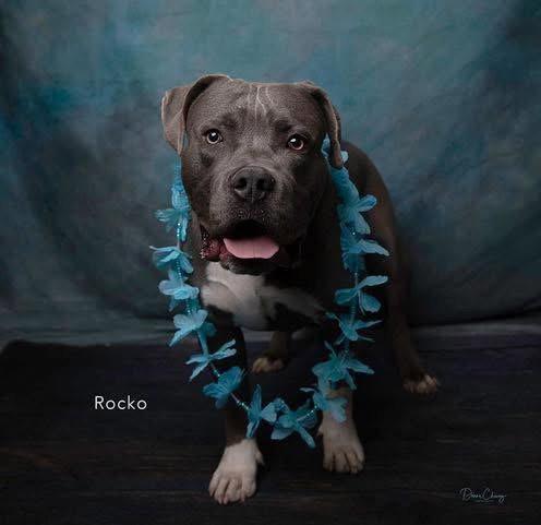 Enlarge Rocko, a Adoptable American Staffordshire Terrier in San Diego, CA image 2/3