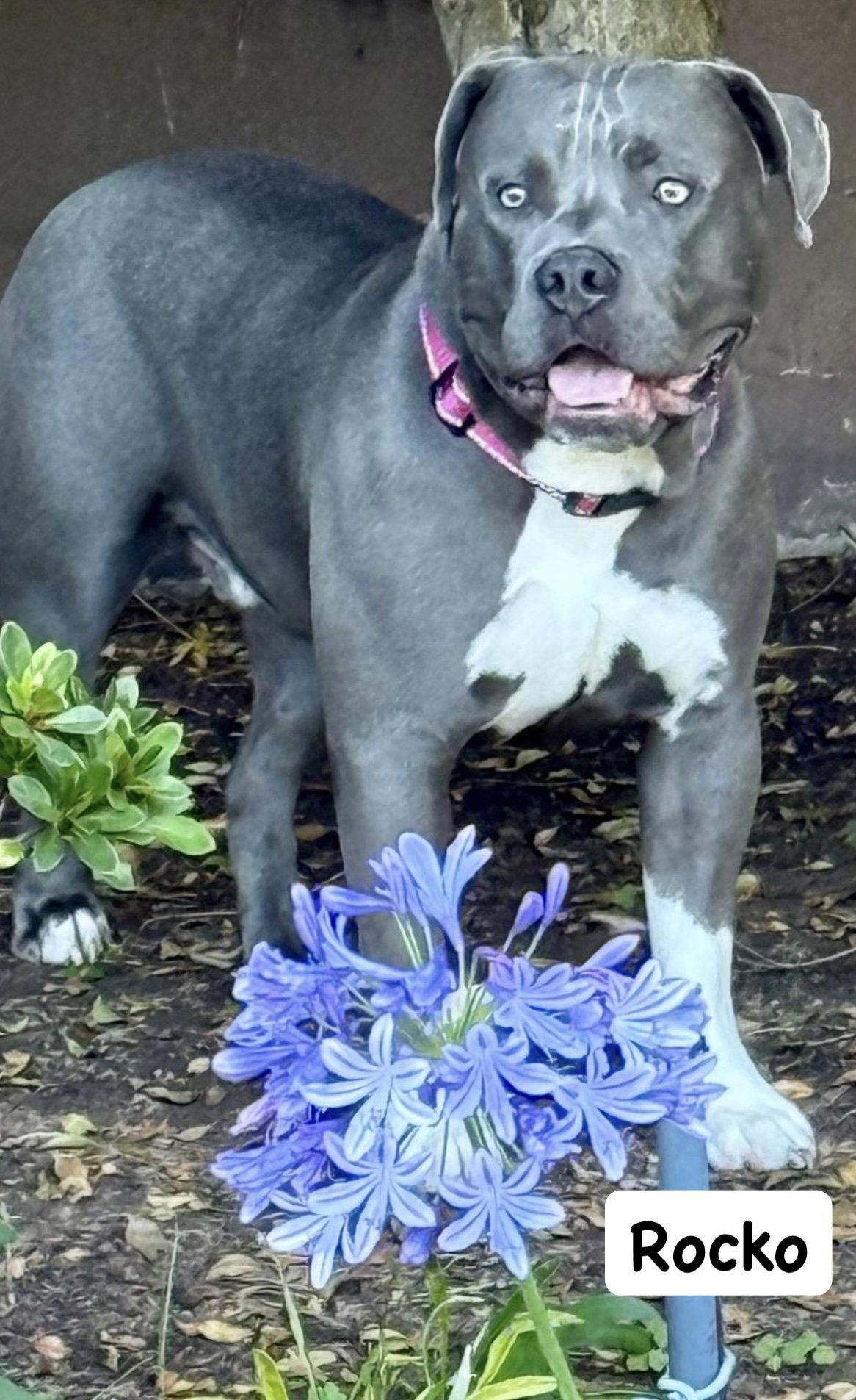 Enlarge Rocko, a Adoptable American Staffordshire Terrier in San Diego, CA image 3/3