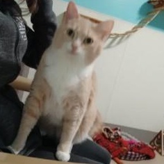 Enlarge Valentino, a Adoptable Domestic Short Hair in Lincoln, IL image 3/6